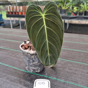 #100 Philodendron Melanochrysum - Rooted tip cutting
