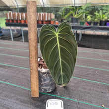Load image into Gallery viewer, #100 Philodendron Melanochrysum - Rooted tip cutting