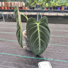 Load image into Gallery viewer, #100 Philodendron Melanochrysum - Rooted tip cutting