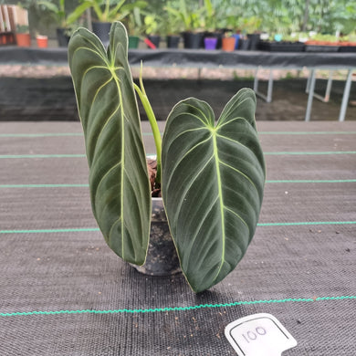 #100 Philodendron Melanochrysum - Rooted tip cutting