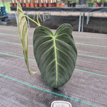 Load image into Gallery viewer, #100 Philodendron Melanochrysum - Rooted tip cutting