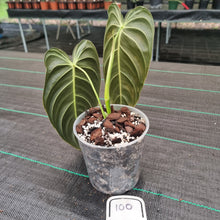 Load image into Gallery viewer, #100 Philodendron Melanochrysum - Rooted tip cutting