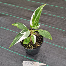 Load image into Gallery viewer, #370 Philodendron White Princess