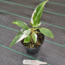 Load image into Gallery viewer, #370 Philodendron White Princess