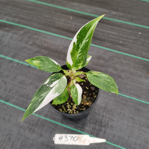 #370 Philodendron White Princess