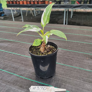 #370 Philodendron White Princess