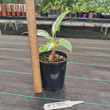 Load image into Gallery viewer, #370 Philodendron White Princess