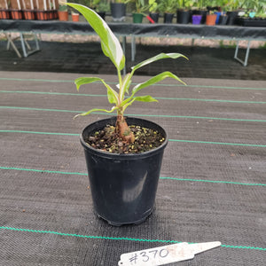 #370 Philodendron White Princess