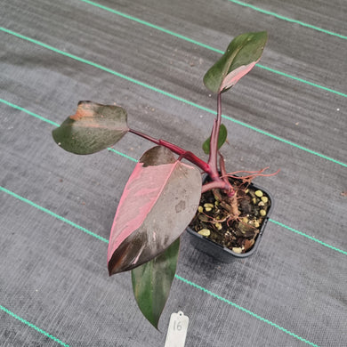 #16 Philodendron Pink Princess