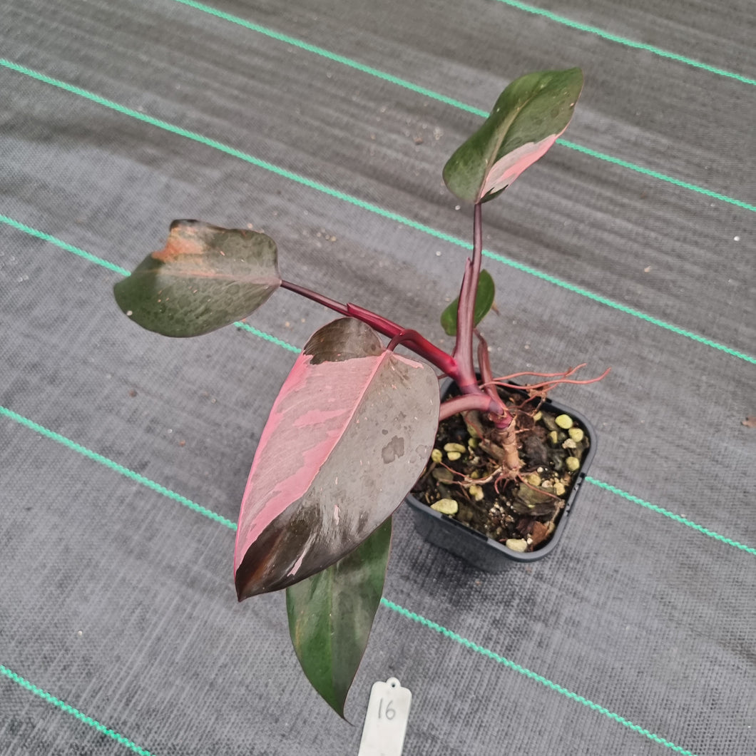 #16 Philodendron Pink Princess