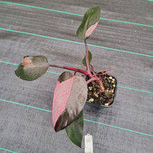 Load image into Gallery viewer, #16 Philodendron Pink Princess