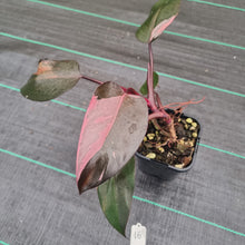 Load image into Gallery viewer, #16 Philodendron Pink Princess