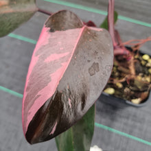 Load image into Gallery viewer, #16 Philodendron Pink Princess
