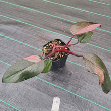 Load image into Gallery viewer, #16 Philodendron Pink Princess