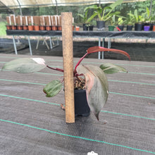 Load image into Gallery viewer, #16 Philodendron Pink Princess