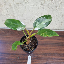 Load image into Gallery viewer, #6 Philodendron White Princess