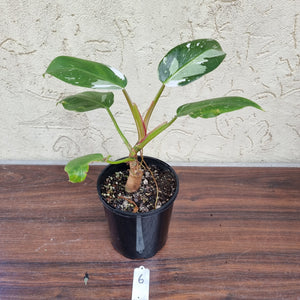 #6 Philodendron White Princess