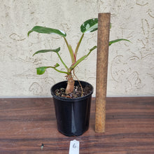 Load image into Gallery viewer, #6 Philodendron White Princess