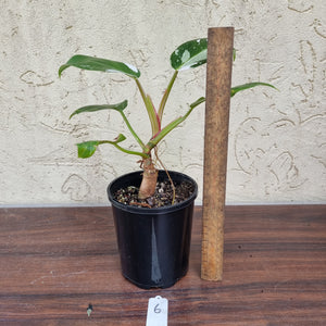 #6 Philodendron White Princess