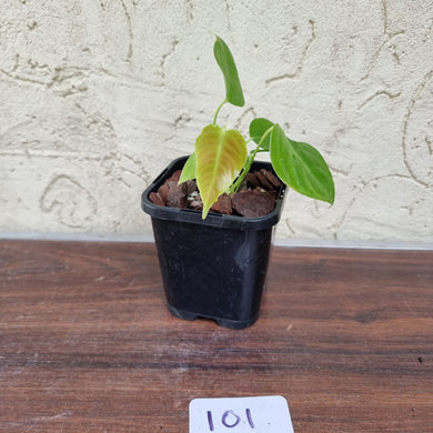 #101 Anthurium Veitchii Seedling -  Wide Form