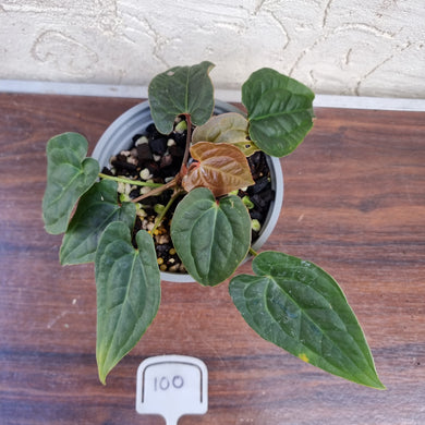 #100 Anthurium Luxurians x Crystallinum