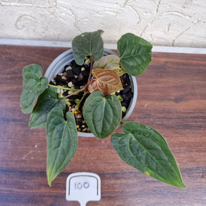 #100 Anthurium Luxurians x Crystallinum