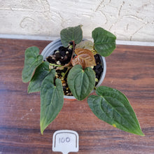 Load image into Gallery viewer, #100 Anthurium Luxurians x Crystallinum