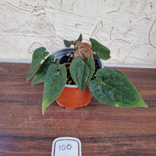Load image into Gallery viewer, #100 Anthurium Luxurians x Crystallinum