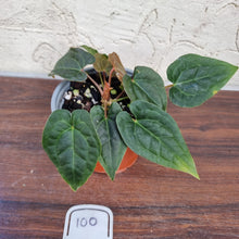 Load image into Gallery viewer, #100 Anthurium Luxurians x Crystallinum