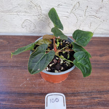 Load image into Gallery viewer, #100 Anthurium Luxurians x Crystallinum