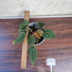 #100 Anthurium Luxurians x Crystallinum