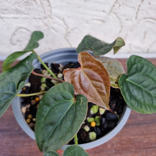 Load image into Gallery viewer, #100 Anthurium Luxurians x Crystallinum
