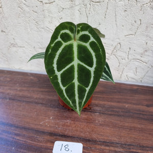 #18 Anthurium Crystallinum x