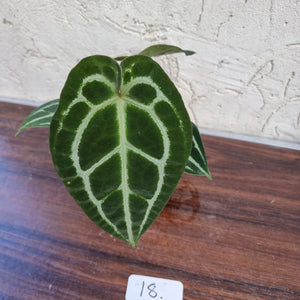 #18 Anthurium Crystallinum x