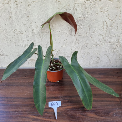 #604 Philodendron Atabapoense