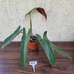 #604 Philodendron Atabapoense