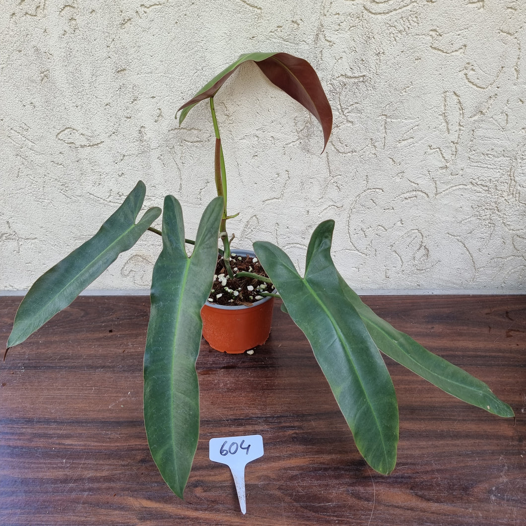 #604 Philodendron Atabapoense