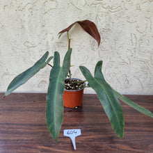 Load image into Gallery viewer, #604 Philodendron Atabapoense