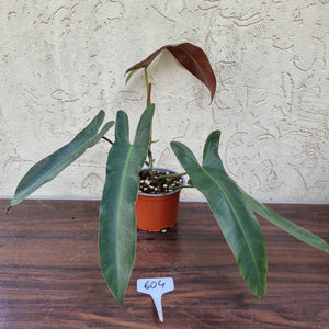 #604 Philodendron Atabapoense