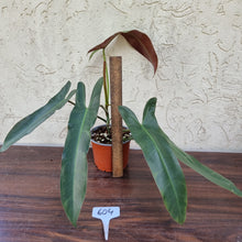 Load image into Gallery viewer, #604 Philodendron Atabapoense