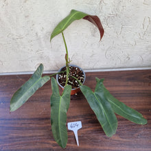 Load image into Gallery viewer, #604 Philodendron Atabapoense
