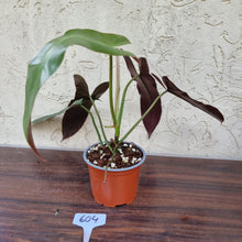 Load image into Gallery viewer, #604 Philodendron Atabapoense