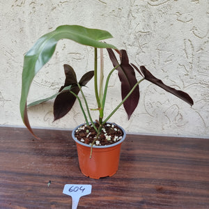 #604 Philodendron Atabapoense