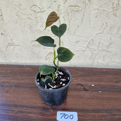 #700 Philodendron Lupinum