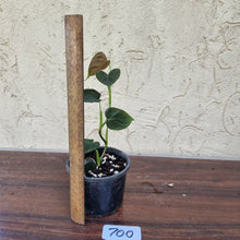 Load image into Gallery viewer, #700 Philodendron Lupinum