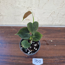 Load image into Gallery viewer, #700 Philodendron Lupinum