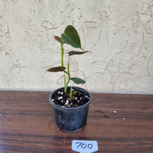 Load image into Gallery viewer, #700 Philodendron Lupinum