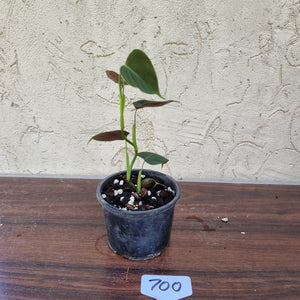 #700 Philodendron Lupinum