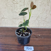 Load image into Gallery viewer, #700 Philodendron Lupinum