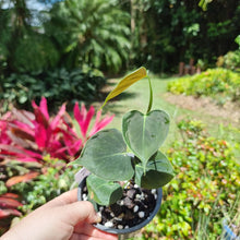 Load image into Gallery viewer, #700 Philodendron Lupinum